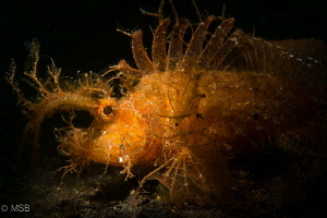 An Ambon scorpionfish in Lembeh. Subsee snoot (Double). by Mehmet Salih Bilal 